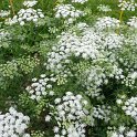 Ammi majus